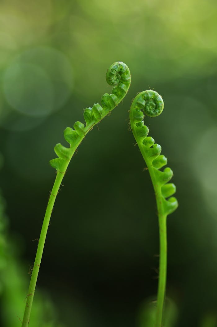 The Art of Drawing Readers In: Your attractive post title goes here Detailed view of young curled fern fronds with vibrant green color, symbolizing new growth.