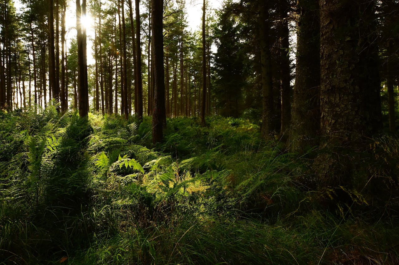 Mastering the First Impression: Your intriguing post title goes here Discover the tranquil beauty of a dense forest with sunlit ferns and towering trees during daylight.