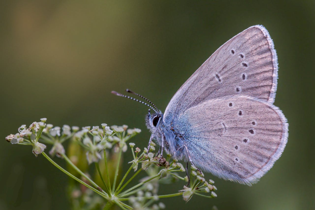 Crafting Captivating Headlines: Your awesome post title goes here Macro image of a butterfly perched on a flower, showcasing its detailed wings and vibrant colors.