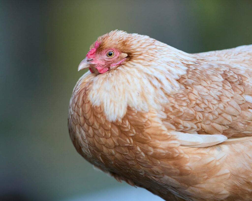 pexels photo 36025495.jpeg